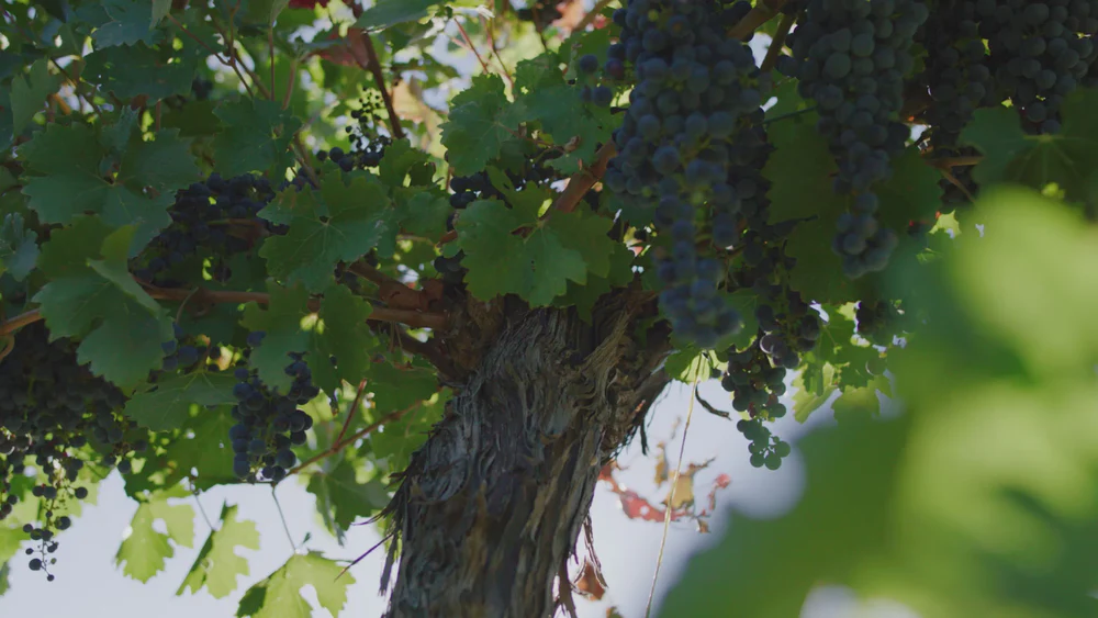 Exquisite Flavors From Hentley Farm